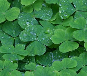 Three Leaves Clovers